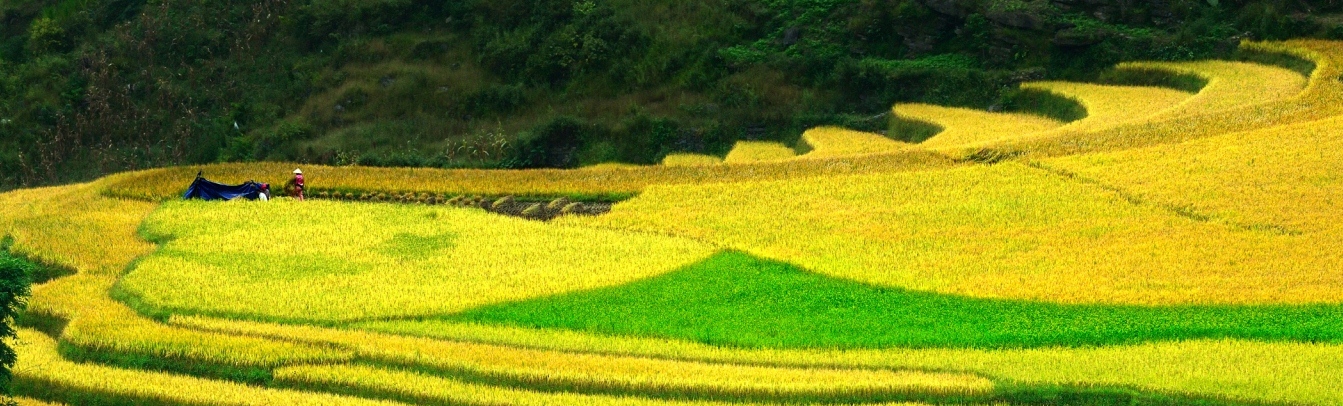Während der Erntezeit färben sich Reisterrassen wunderschön gelb
