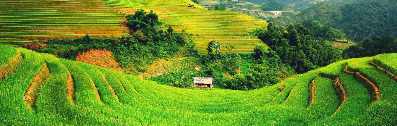 Prächtige Terrassenfelder in der nördlichen Region Vietnams