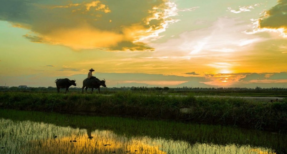 Authentische Landschaft im Dorf Tra Que, Hoi An, Vietnam