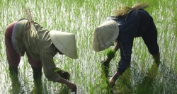 Die einheimischen Frauen arbeiten auf Reisfeldern - eine übliche Szene in Hoi An