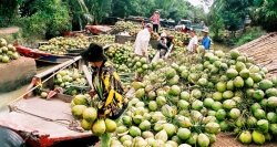 Kokosproduktion von Ben Tre, Mekong-Delta