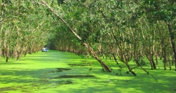 Überfluteter Mangrovenwald im Naturschutzgebiet Tra Su