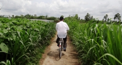 Radfahren auf ländlichen Wegen des Deltas