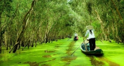 Inmitten des grünen Mangrovenwaldes Tra Su