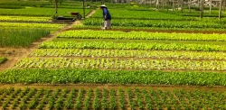 Üppiges Gemüse im Dorf Tra Que, Hoi An