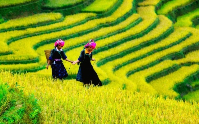 Auf dem prächtigen Reisfeld in Sapa, Vietnam