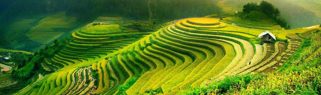 Atemberaubende terrasierte Reisfelder von Sapa