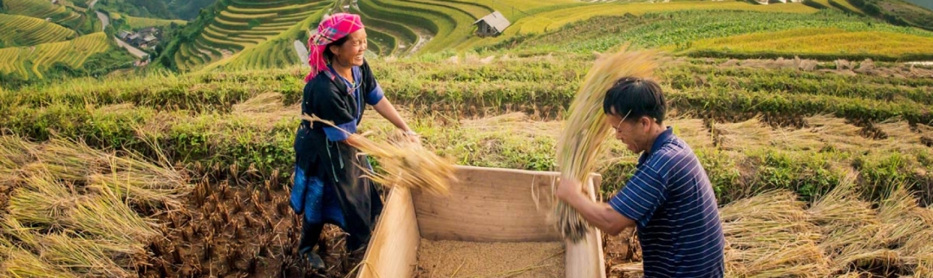 Glückliches Lächeln der Einheimischen bei ihrer Arbeit in Sapa