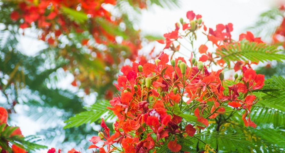 Blühende Blüte des Flammenbaums im Sommer Hanois
