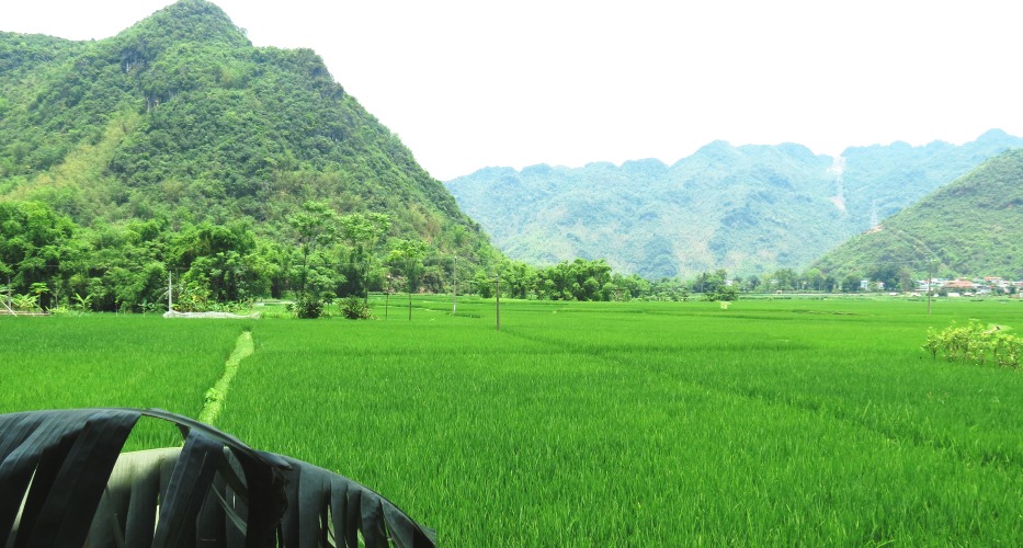 Toller Blick auf die grünen Reisfelder im Dorf Pom Coong, Mai Chau