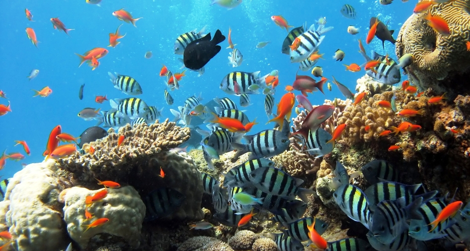 Schöne Korallenriffe beim Tauchen in Phu Quoc bewundern