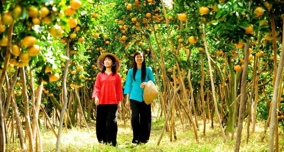 Obstgarten voller Früchte in Cai Be, Mekong-Delta Vietnams