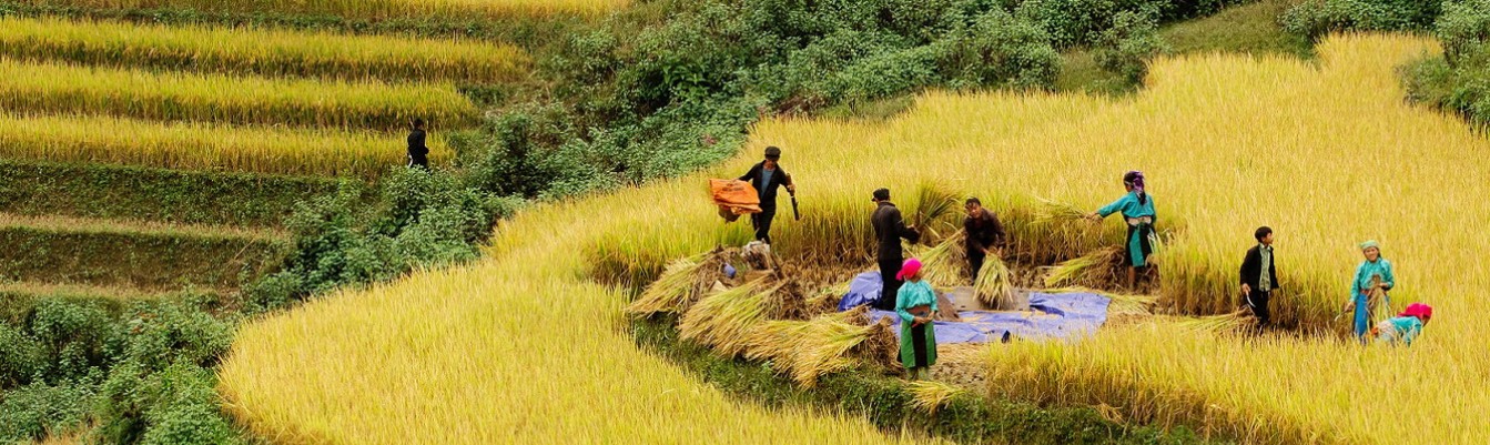 Gelbe terrassierte Reisfelder im Norden Vietnams