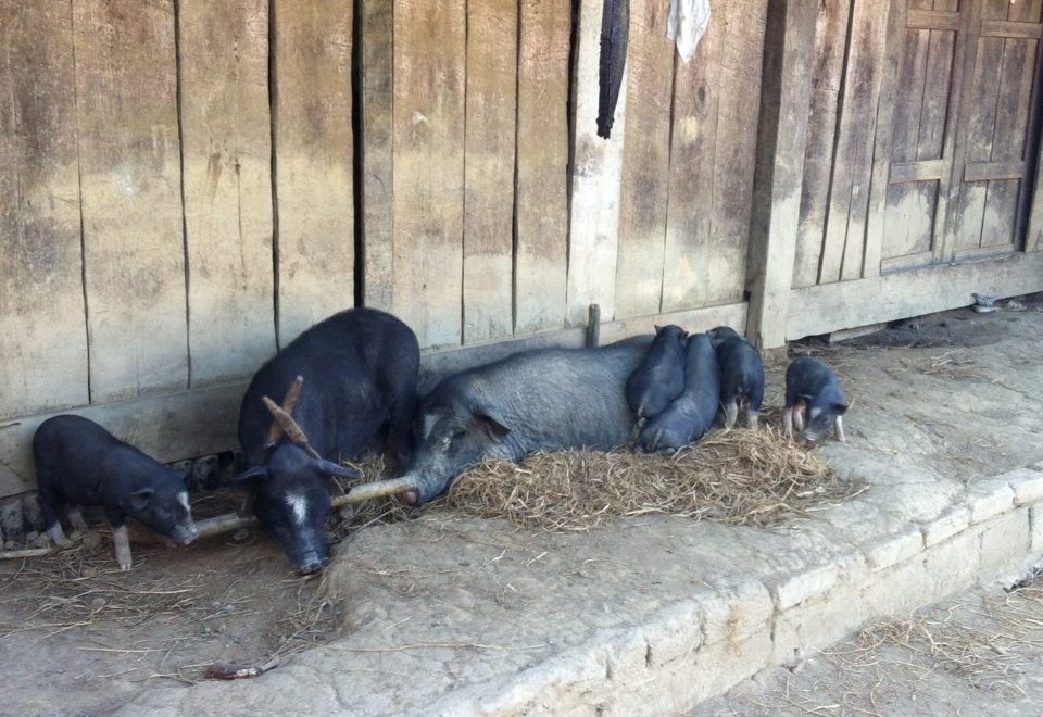 lai-chau-sin-ho-plateau-schwein