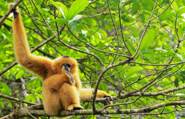 Eine seltene Affenart im Nationalpark Cuc Phuong, Ninh Binh