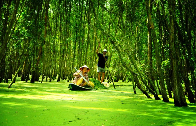 Durch geheimnisvolle Kanäle im Mangrovenwald Tra Su, An Giang